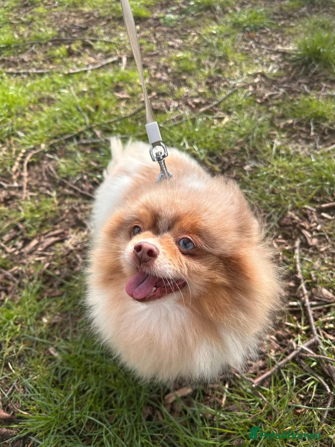 Pomeranian dogs for adoption: Rescue Pomeranian that has so much love to give - Advert 1