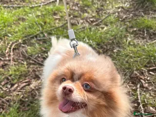 Pomeranian dogs Rescue Pomeranian that has so much love to give - Advert 1