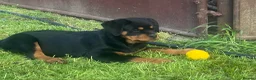 Rottweiler dogs for sale: Top German Rottweiler - Advert 4