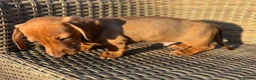 Miniature Dachshund dogs for sale: Smooth haired min Dachshund - Advert 26