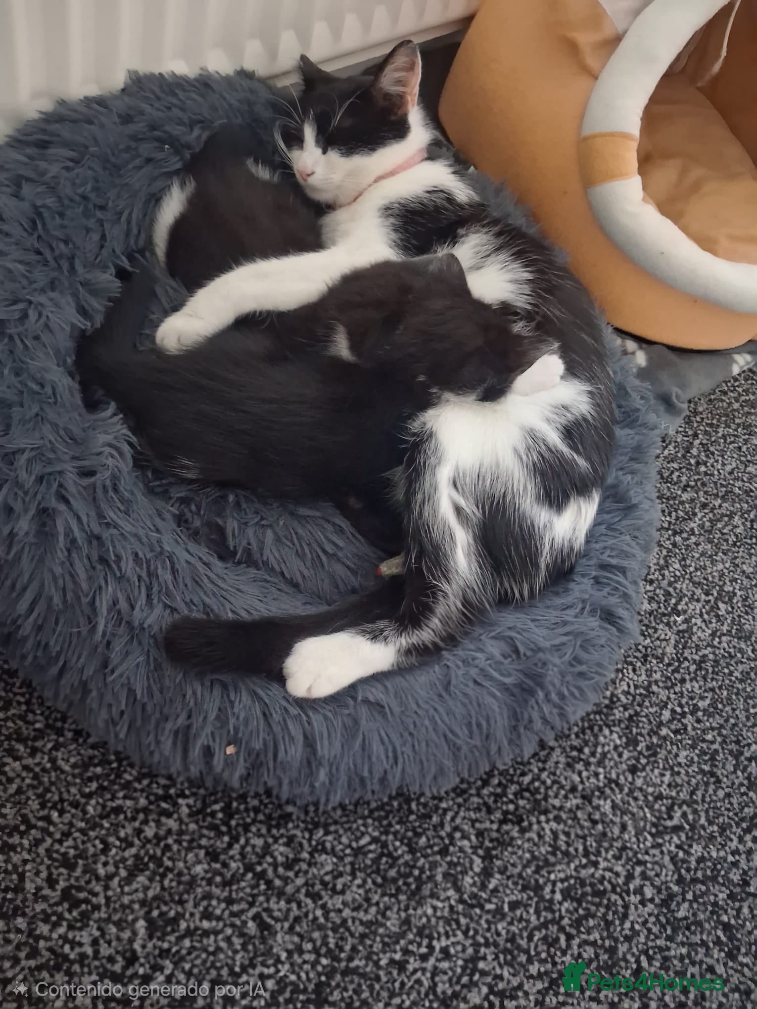 Mixed Breed cats Kittens for sale - Advert 2