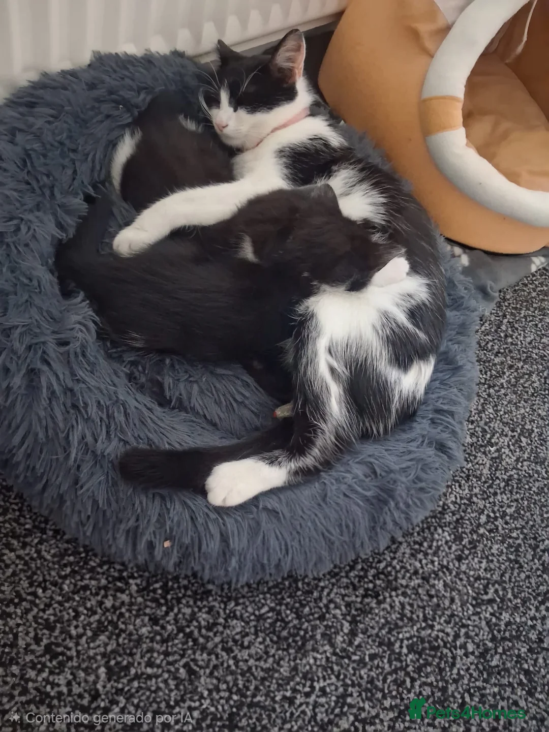 Mixed Breed cats for sale: Kittens for sale in Halifax - Advert 1