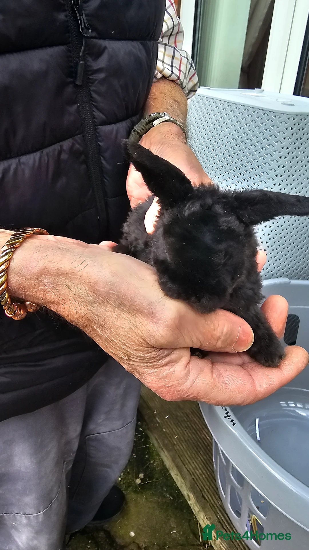 French Lop rabbits for sale: baby lops - Advert 1