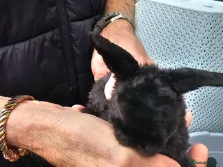 French Lop rabbits baby lops - Advert 5