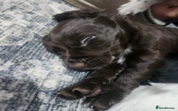 Cocker Spaniel dogs for sale: Cocker spaniel puppys. - Image 6
