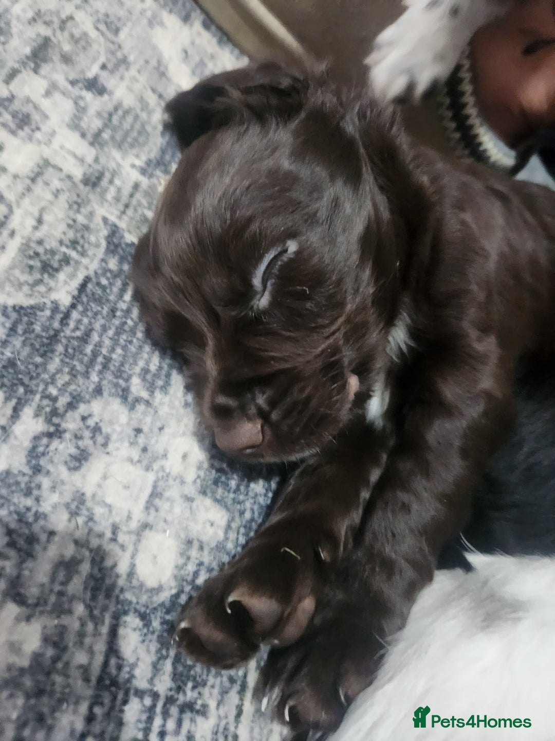 Cocker Spaniel dogs for sale: Cocker spaniel puppys. - Image 6