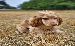 Cocker Spaniel dogs for sale: Beautiful Cocker Spaniel Puppies - Advert 22