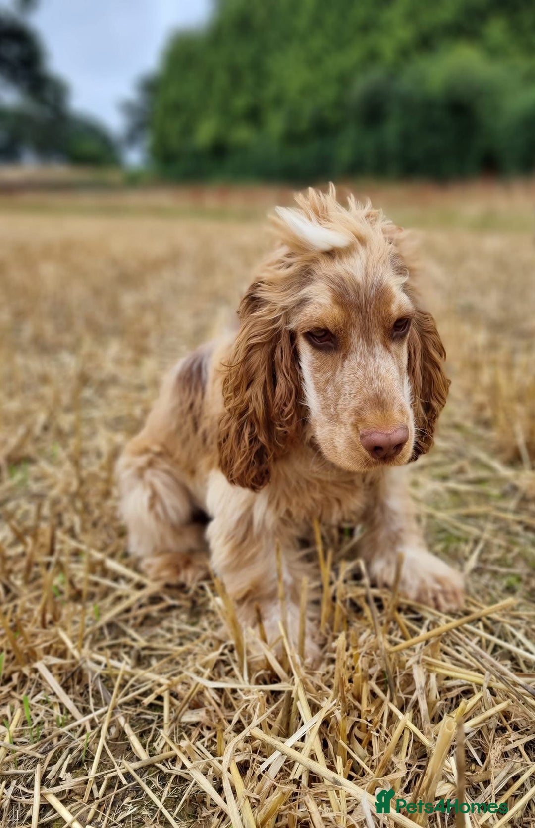 Cocker Spaniel dogs for sale: Beautiful Cocker Spaniel Puppies - Advert 22