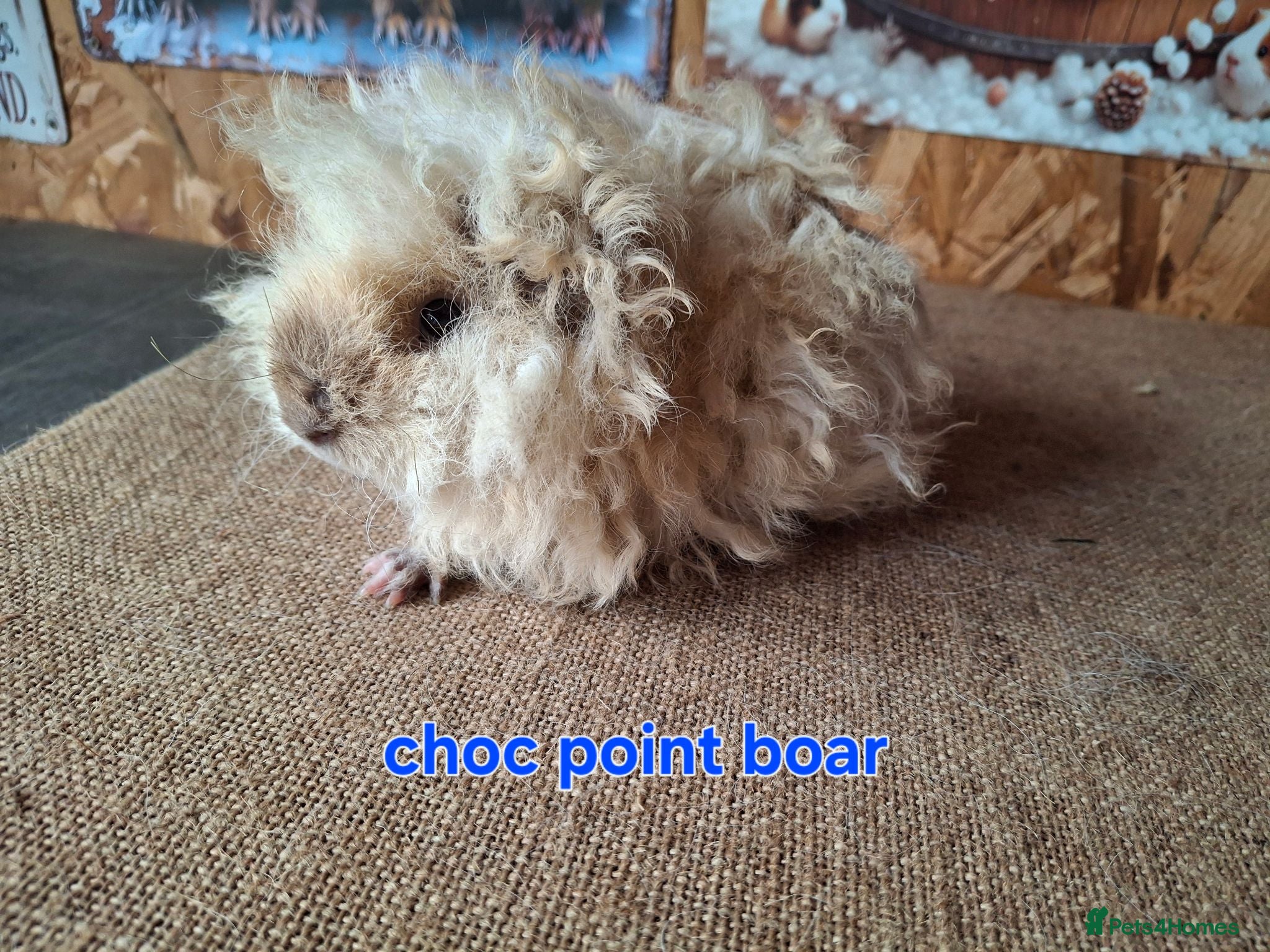 Guinea Pig rodents Lunkarya  - Advert 1