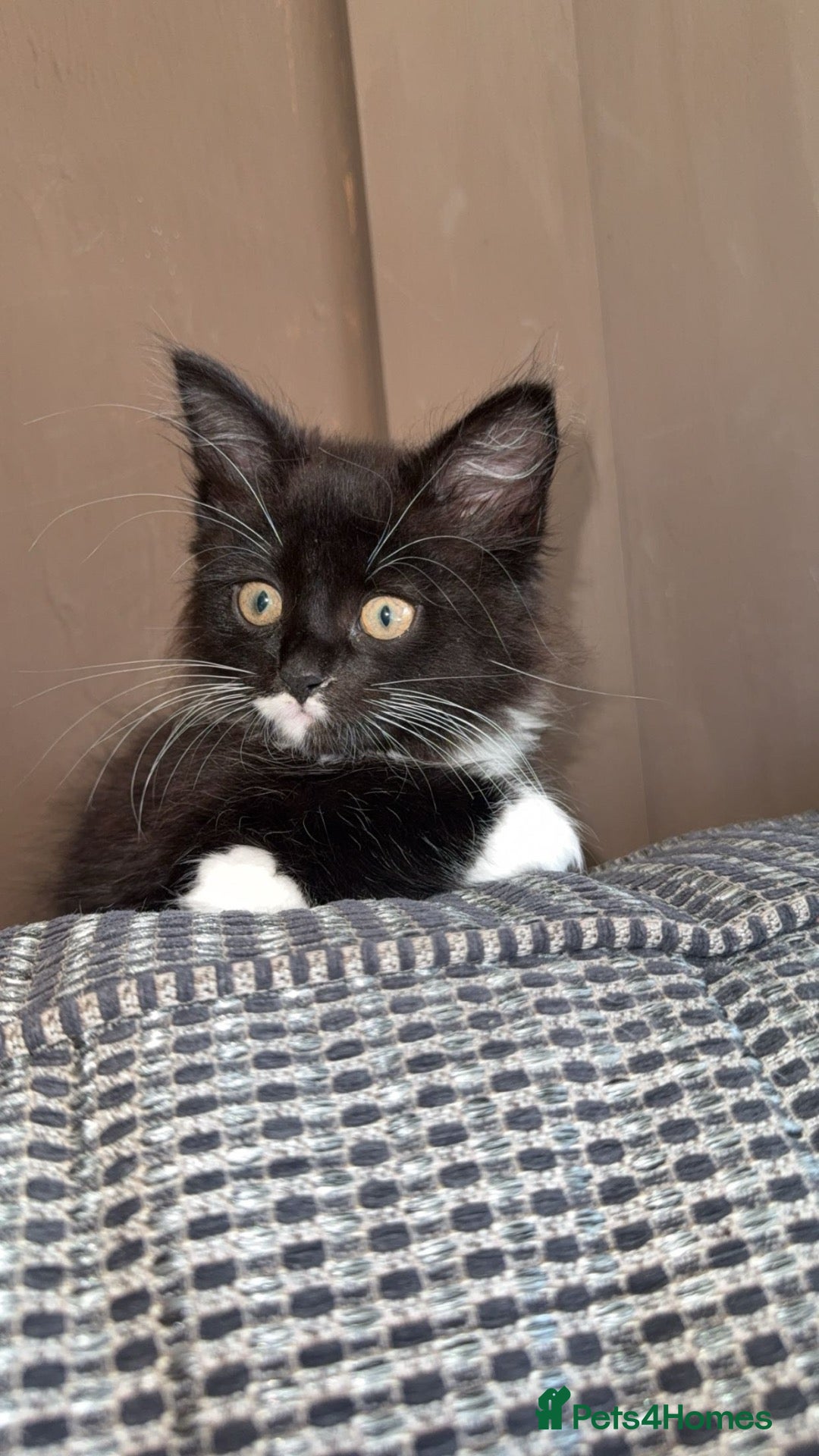 Mixed Breed cats Female long haired kitten - Advert 1