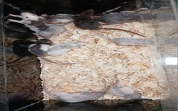 Rat rodents for sale: Baby Dumbo Rats Females  - Image 12