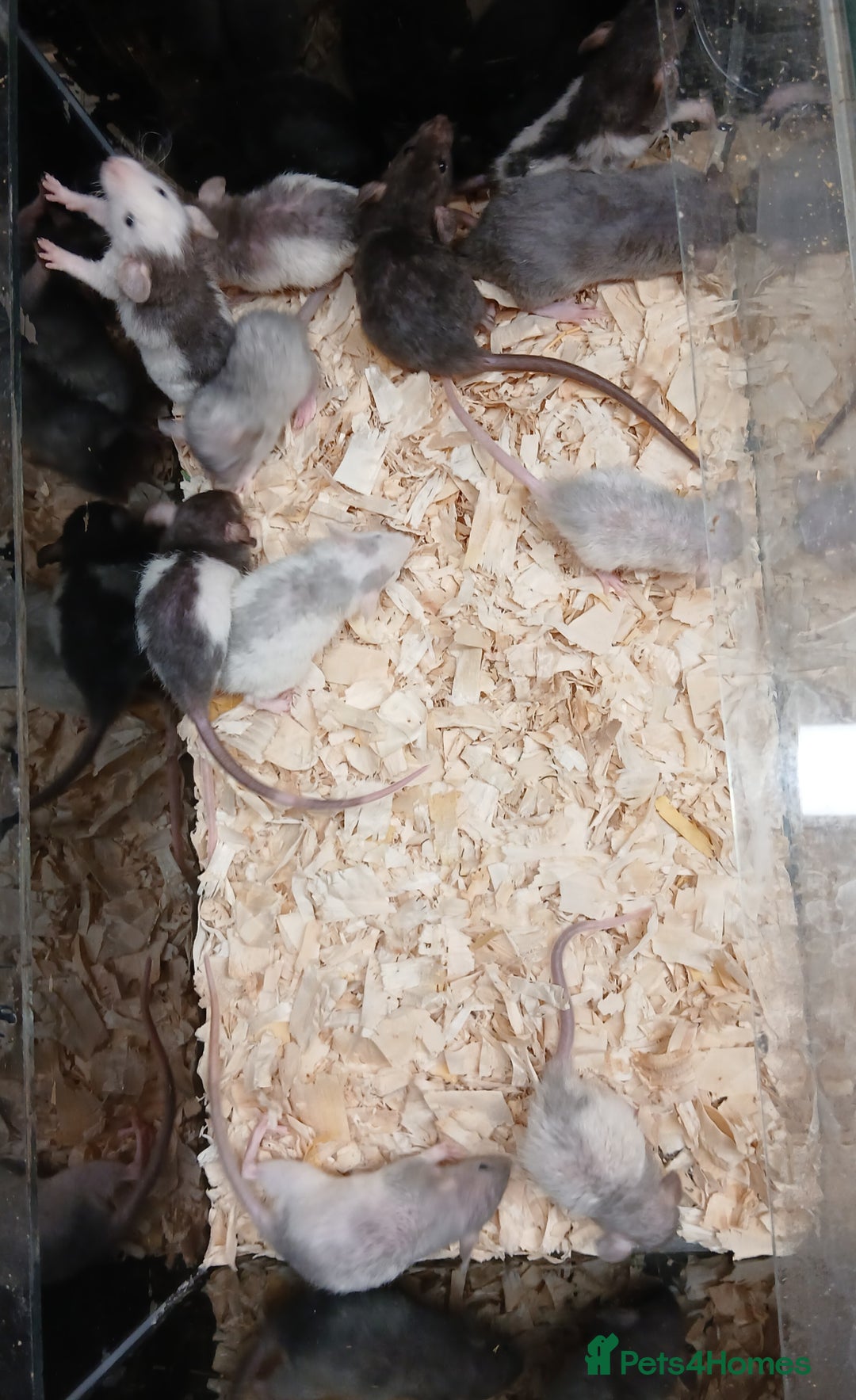 Rat rodents for sale: Baby Dumbo Rats Females  - Image 12
