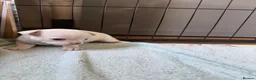 Chihuahua dogs for sale: Smooth coat chihuahua puppies  - Advert 4