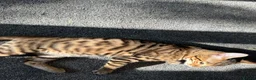 Bengal cats for sale: Bengal cat in London - Advert 6