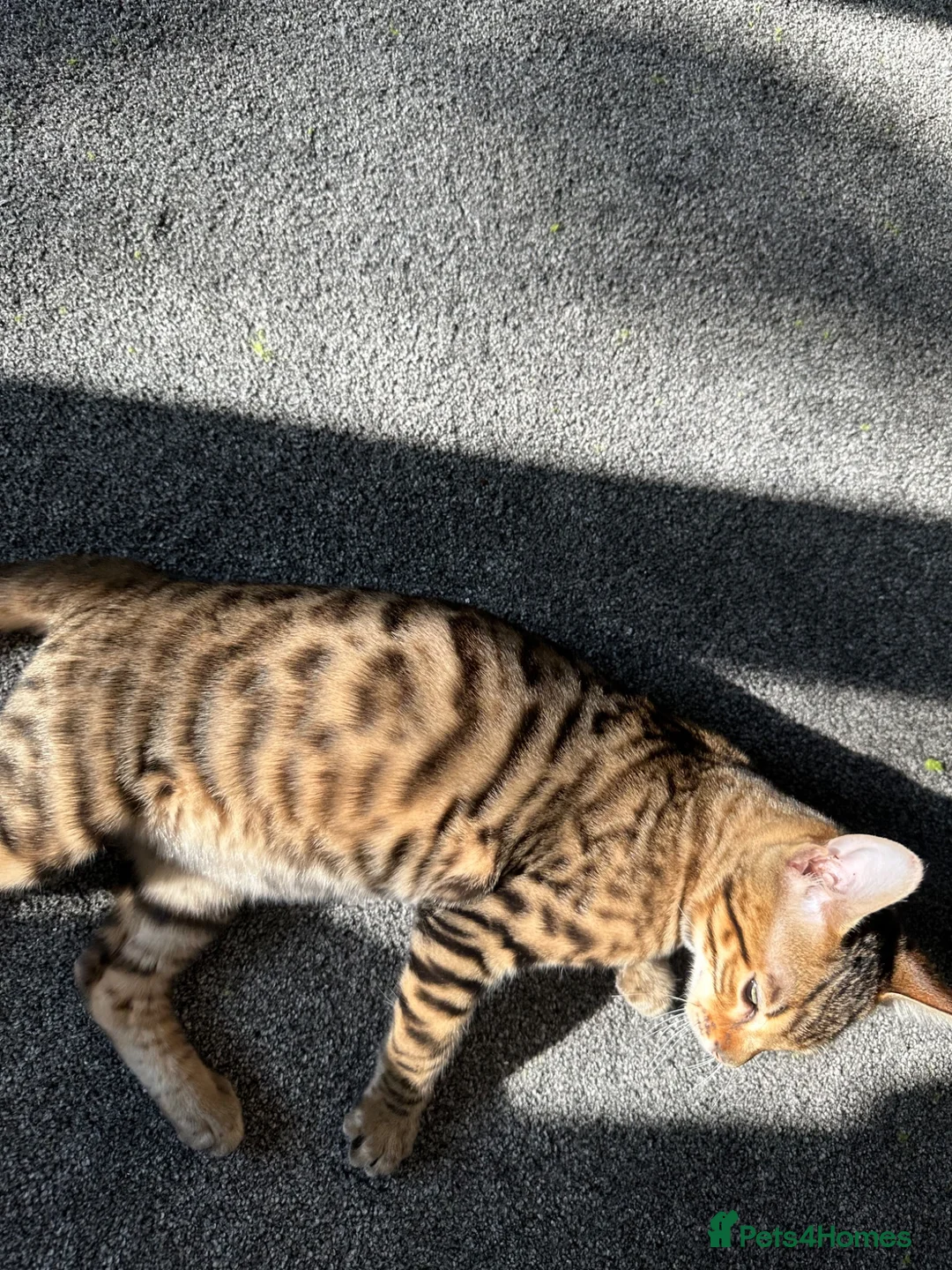 Bengal cats for sale: Bengal cat in London - Advert 6