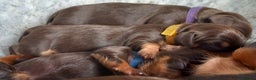Miniature Dachshund dogs for sale: True miniature Daschund puppies - Advert 7