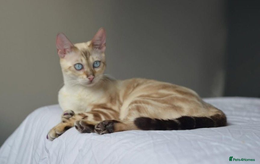 Bengal cats ☁️ BENAMESE KITTENS DUE AUGUST ☁️ - Advert 1