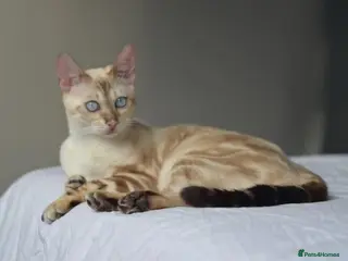 Bengal cats ☁️ BENAMESE KITTENS DUE AUGUST ☁️ - Advert 1