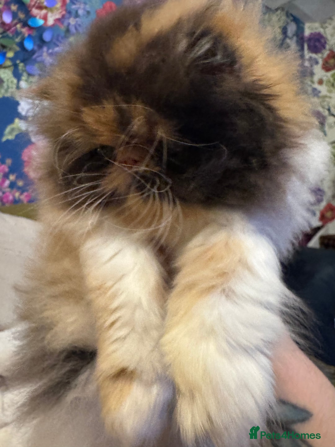Persian cats for sale: Beautiful Calico pedigree Persian female kitten  - Image 18