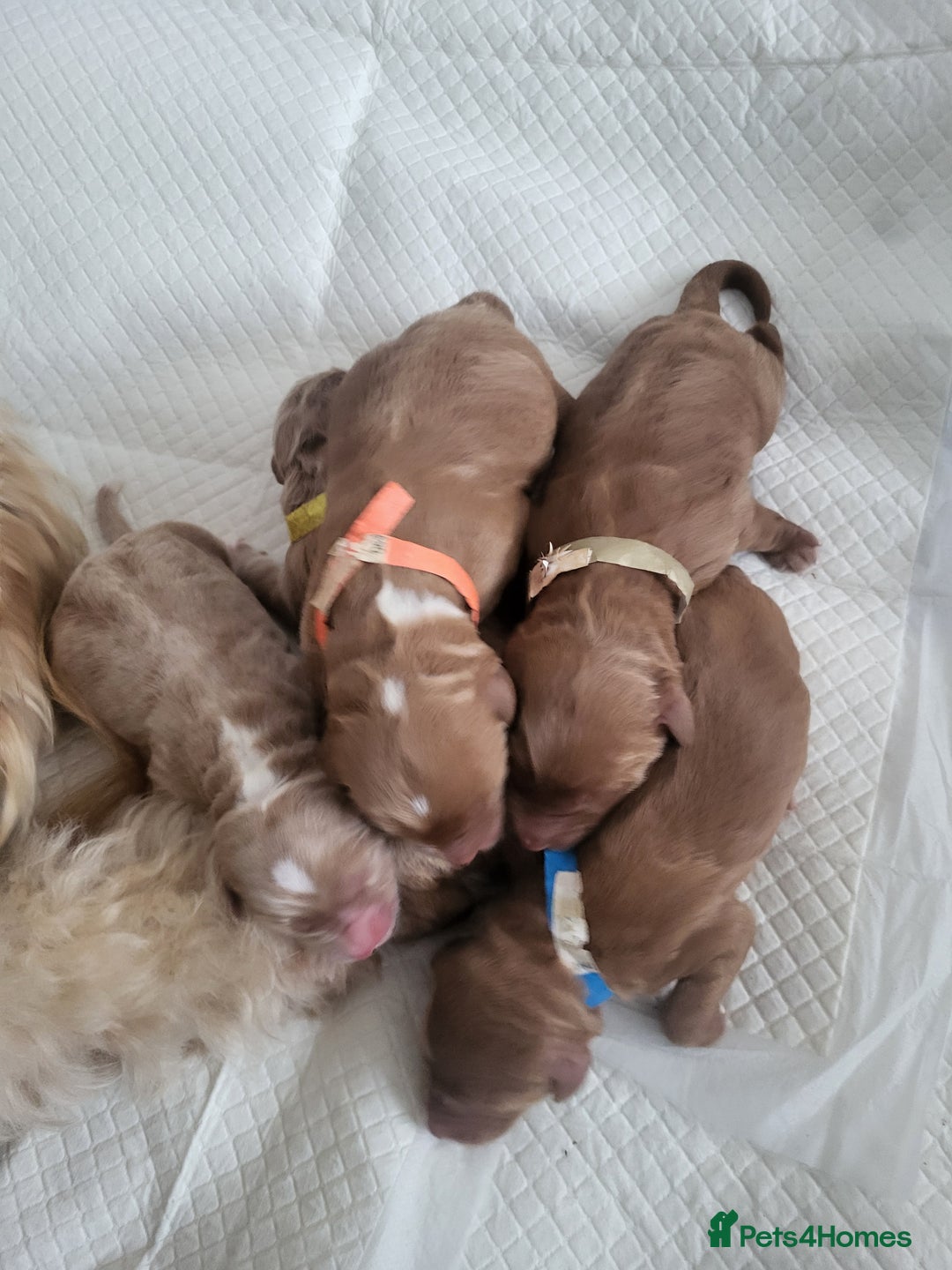 Goldendoodle dogs for sale: Goldendoodle puppies  - Advert 4