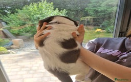 English Springer Spaniel dogs for sale: English springer spaniel puppies  - Image 11