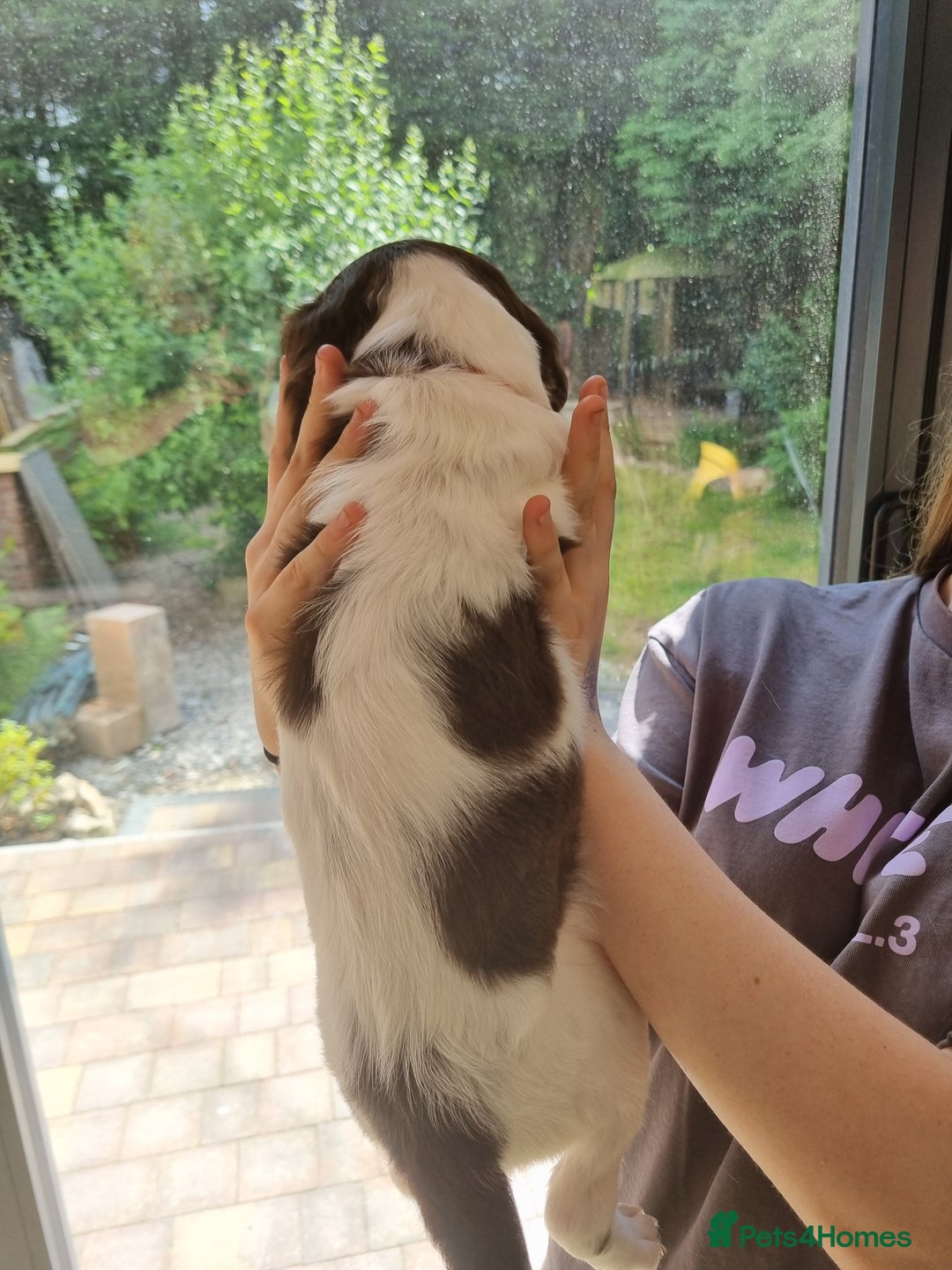 English Springer Spaniel dogs for sale: English springer spaniel puppies  - Image 11