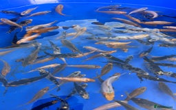 Koi Carp fish for sale: Koi carp 2-3 inches - Image 4