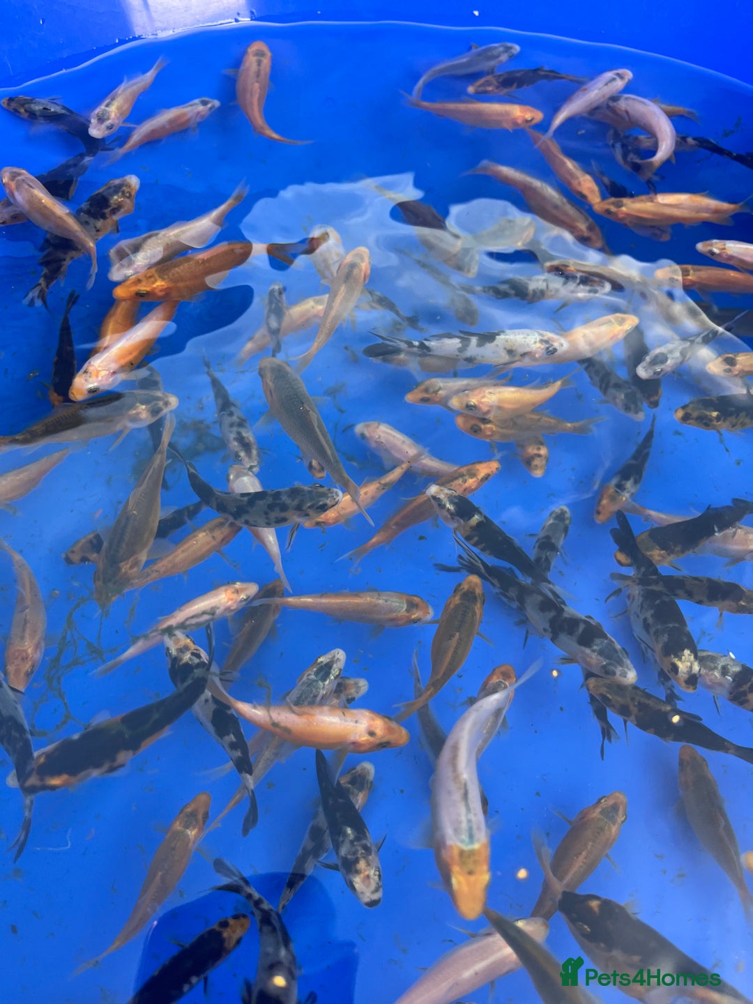 Koi Carp fish for sale: Koi carp 2-3 inches - Image 4