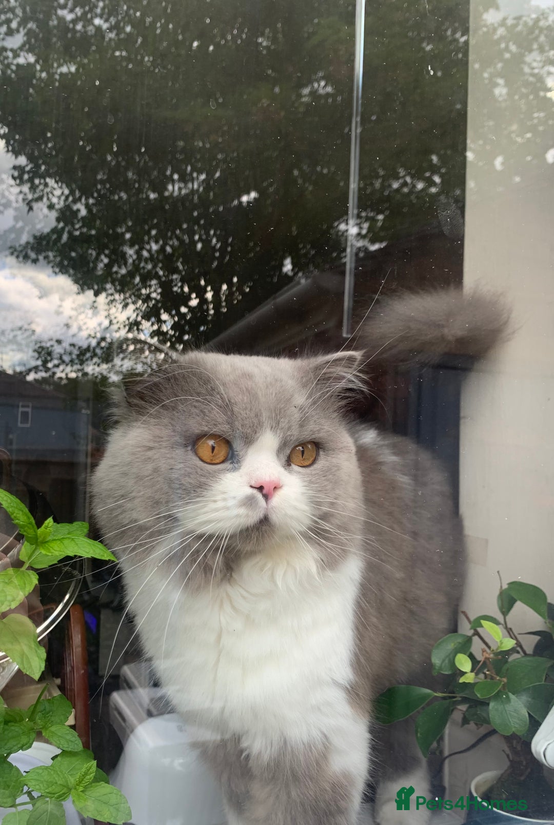 Mixed Breed cats for sale: British long hair X Chinchilla long hair - Advert 3