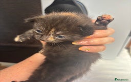 Mixed Breed cats for sale: Kittens ready to leave  - Image 14