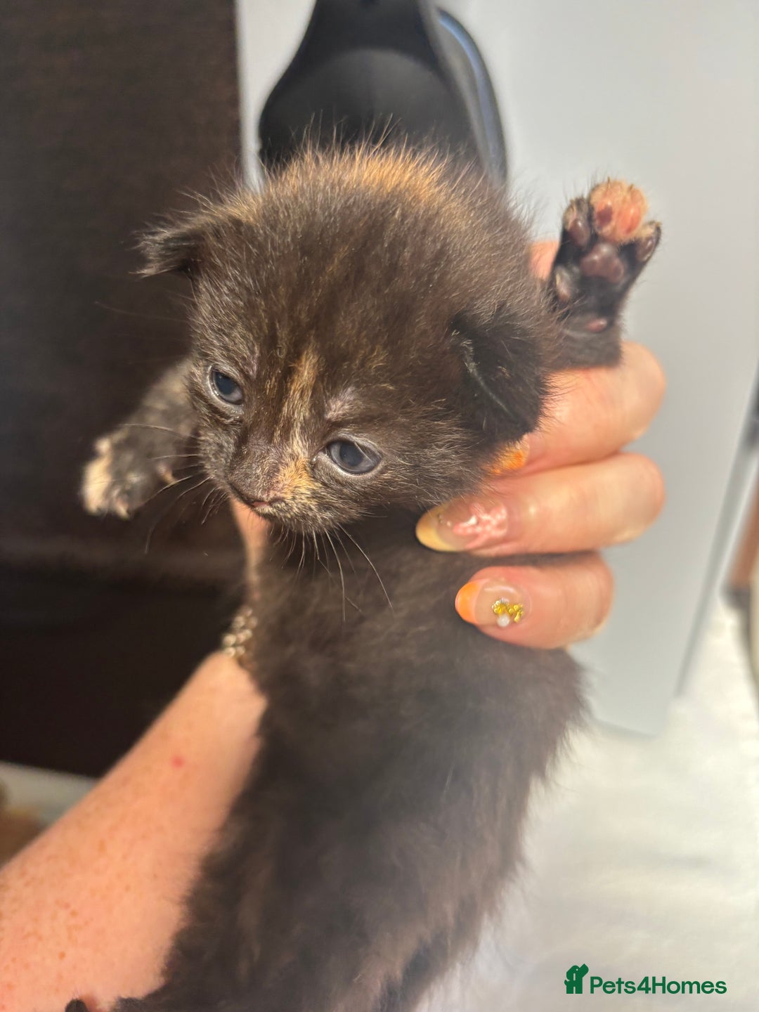 Mixed Breed cats for sale: Kittens ready to leave  - Image 14