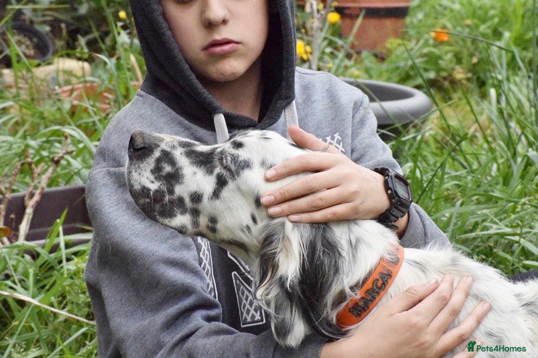 English Setter dogs for adoption: Guay  - Image 5