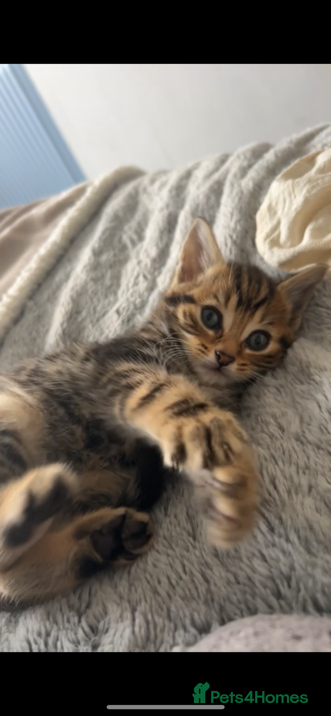 British Shorthair cats for sale: Kittens  - Image 1