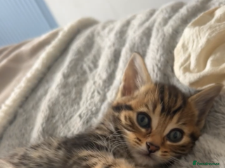 British Shorthair cats - Advert 4