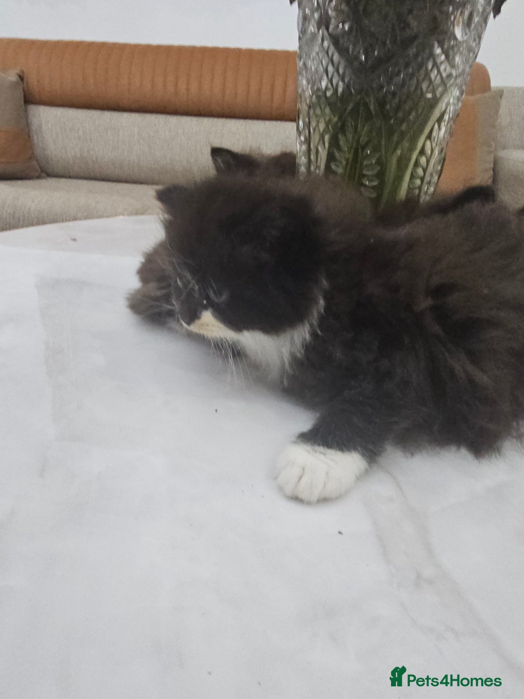 Persian cats for sale: Adorable half perian kittens available now,  - Advert 6