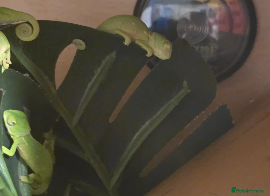 Chameleon reptiles for sale: veiled chameleon - Advert 6