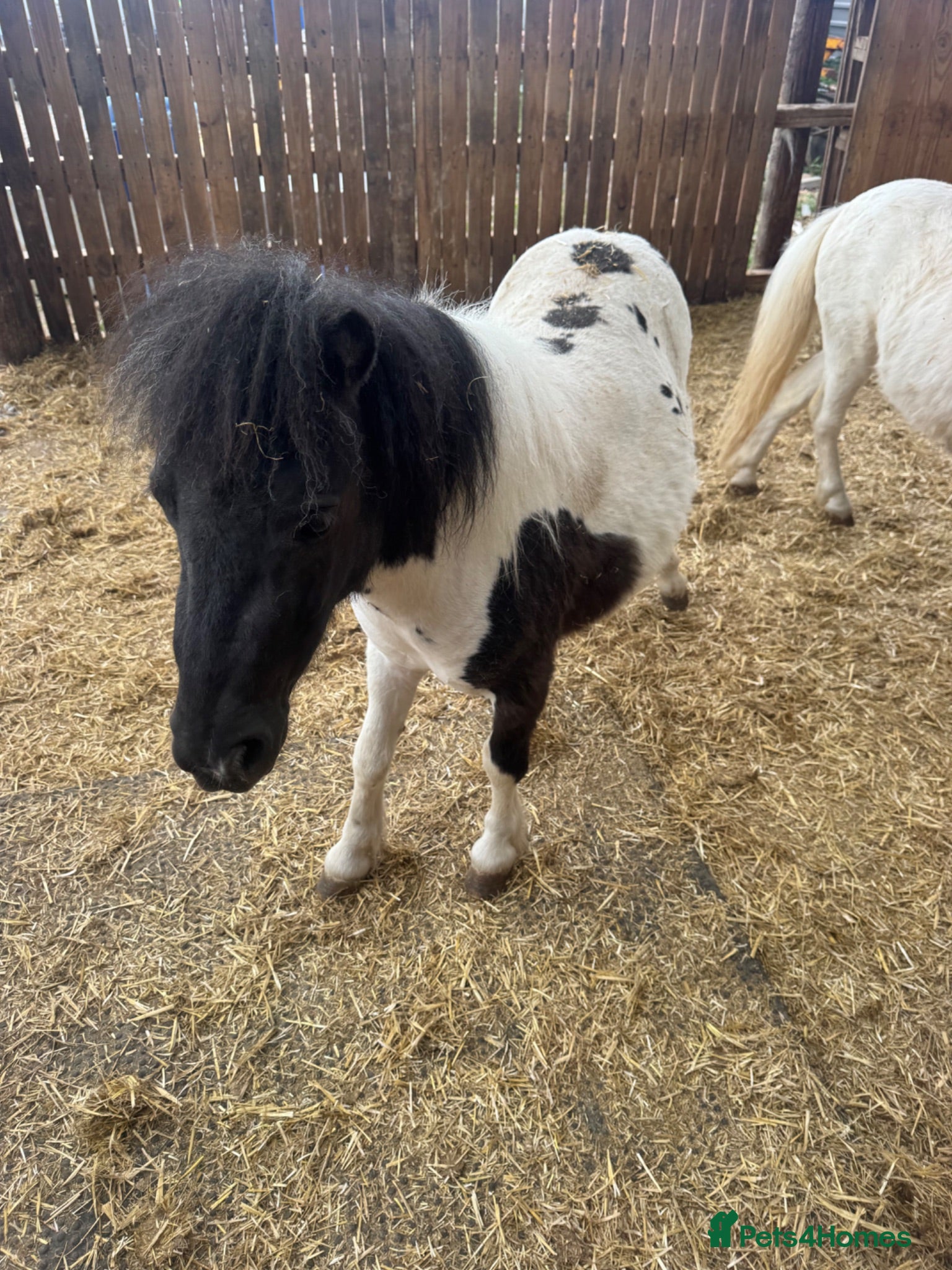 Shetland pony horses Shetland ponies - Advert 1