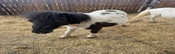Shetland pony horses for sale: Shetland ponies - Advert 2