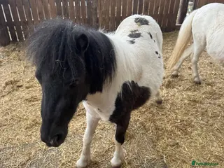 Shetland pony horses Shetland ponies - Advert 1