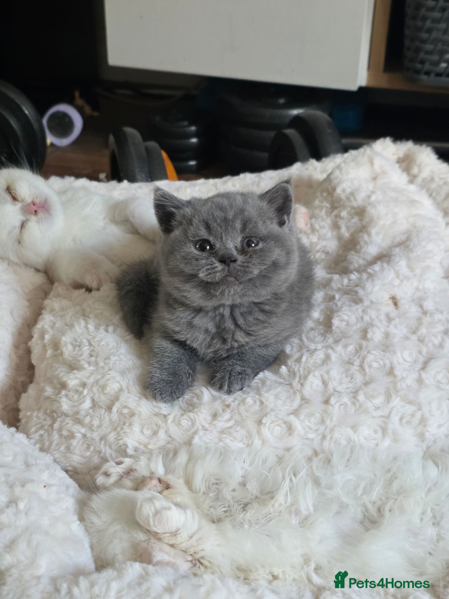 British Shorthair cats Beautiful British Shorthair Longhair Kittens TICA - Advert 7
