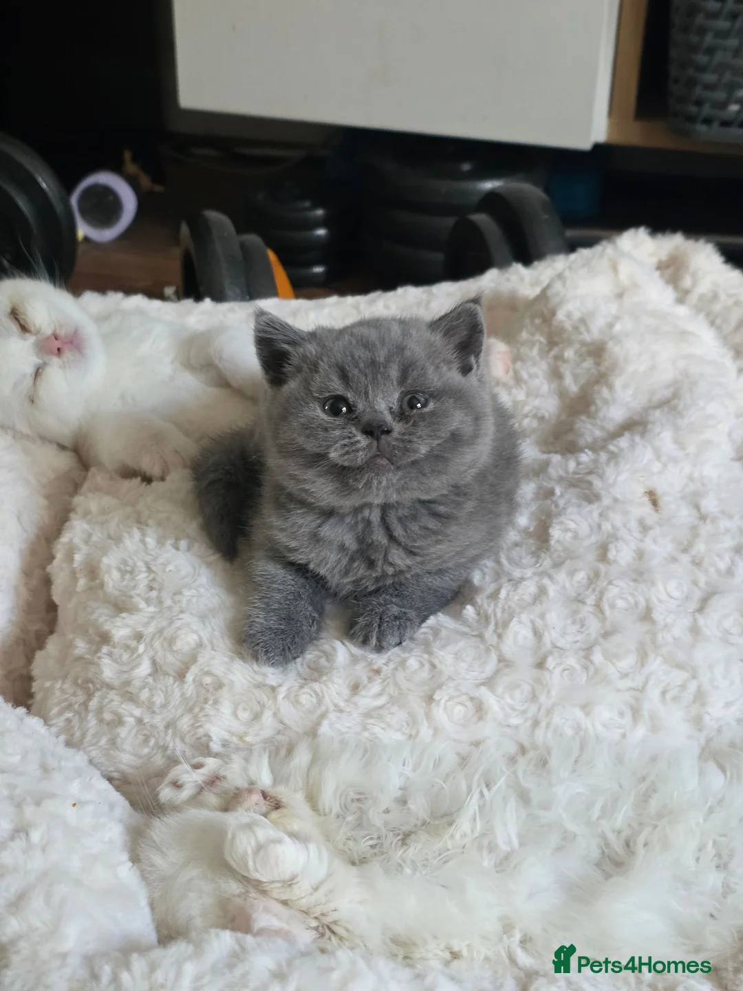 British Shorthair cats for sale: Beautiful British Shorthair Longhair Kittens TICA - Advert 1