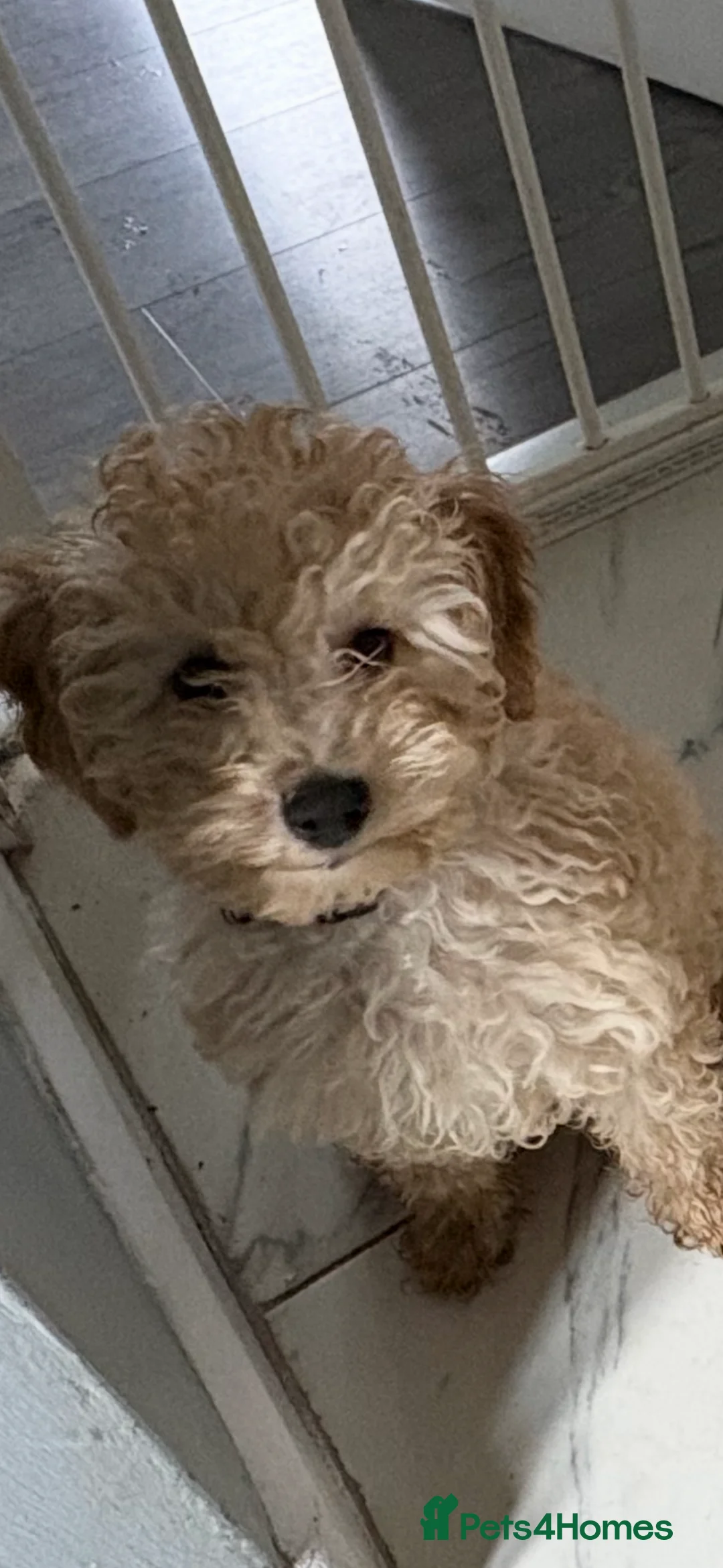 Cavapoochon dogs for sale: Cavapoochon pup - Advert 3