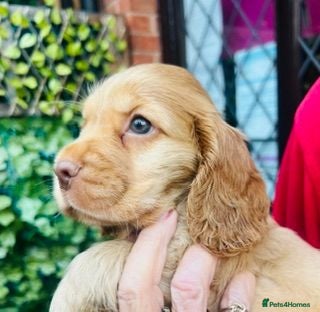 Cocker Spaniel dogs lyncham cocker spaniels - Advert 2