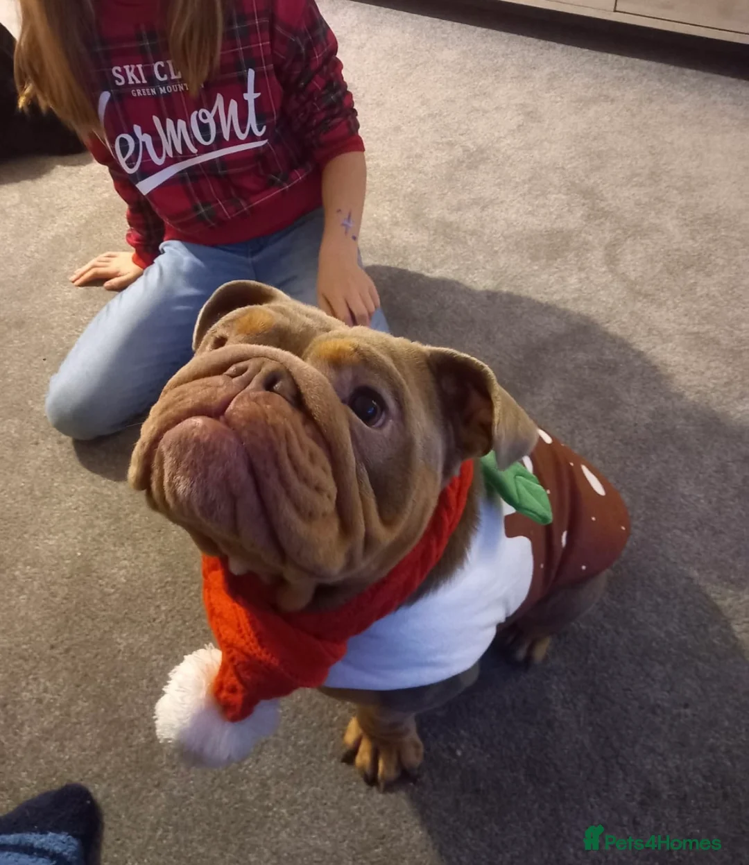 English Bulldog dogs for sale: Lilac & tan English bulldog female  - Advert 2