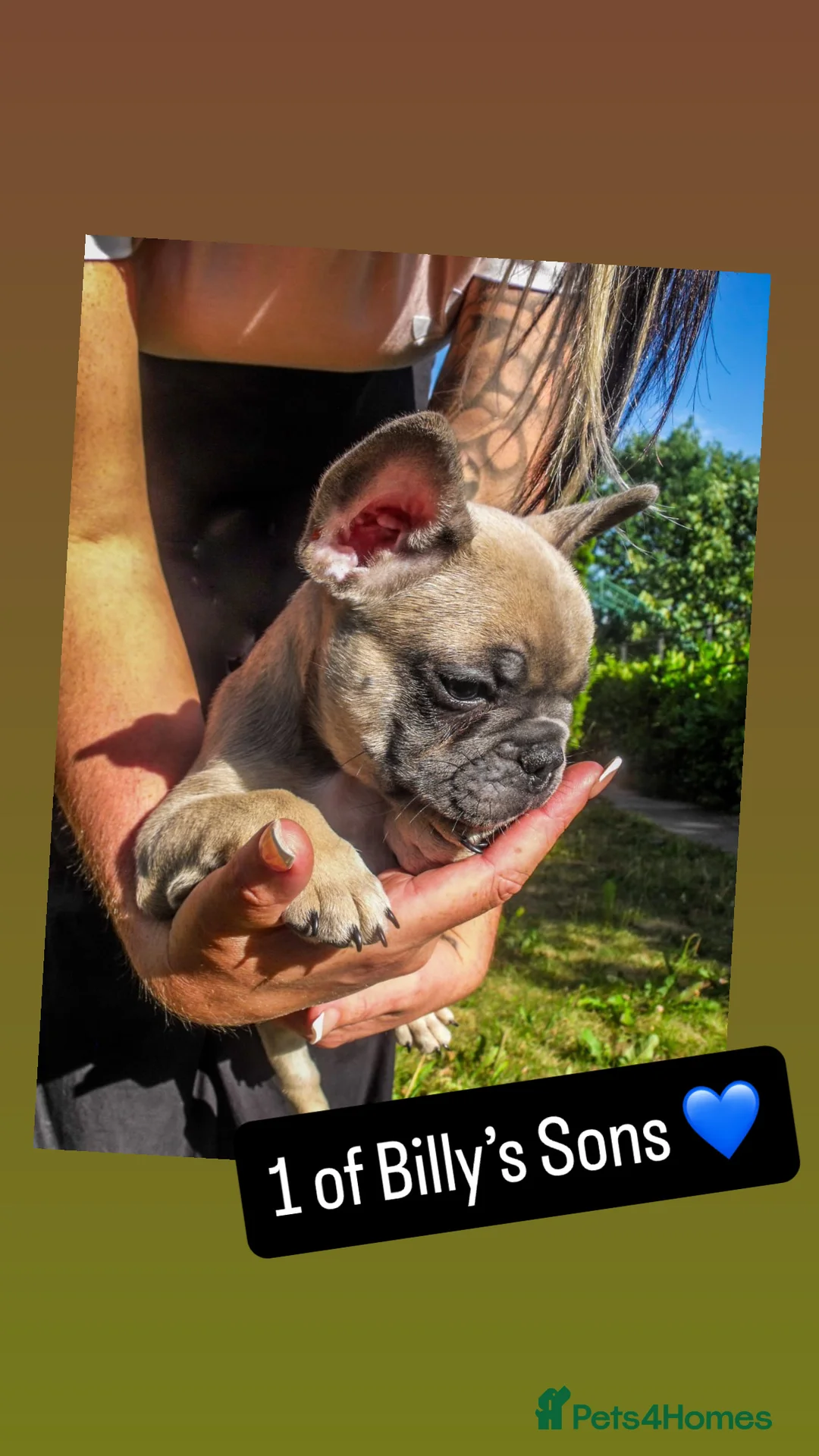 French Bulldog dogs for stud:  French Bulldog Stud 💥 Proven ✅  in Cannock - Advert 12