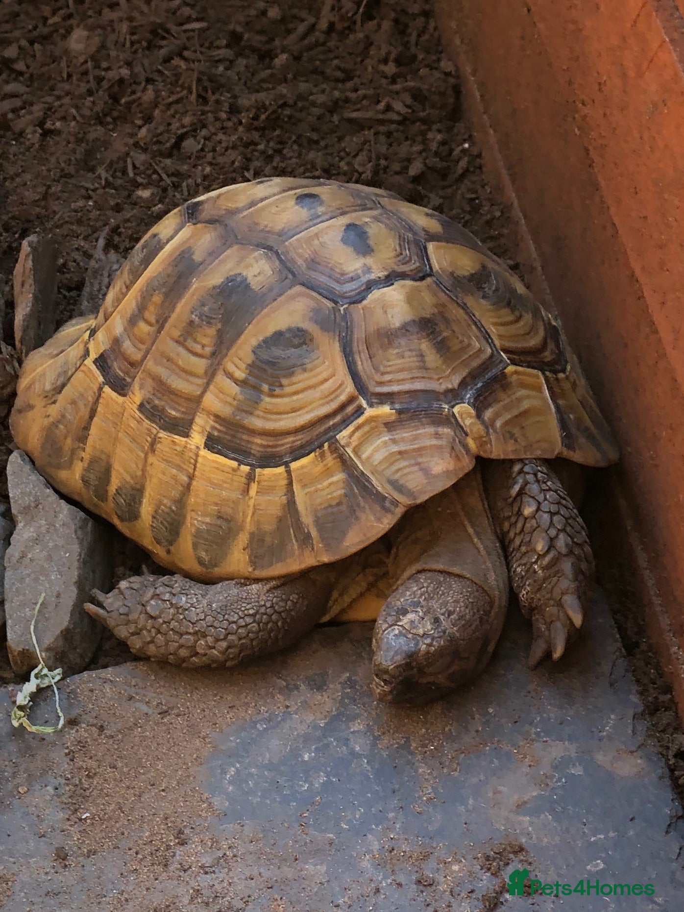 Tortoise reptiles Hermann tortoise - Advert 1
