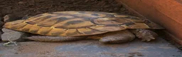 Tortoise reptiles for sale: Hermann tortoise - Advert 1