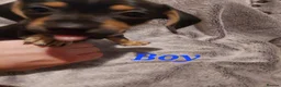 Chiweenie dogs for sale: Chiweenie puppies for sale in Bristol - Advert 6