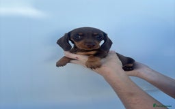 Dachshund dogs for sale: Miniature dachshund puppies  - Image 7