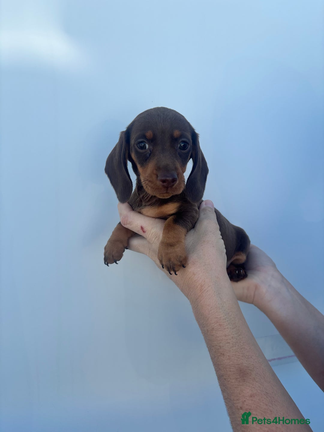 Dachshund dogs for sale: Miniature dachshund puppies  - Image 7